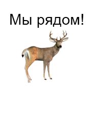 Lapmpochki.jpg