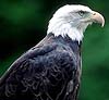 eagle_clip_image001.jpg